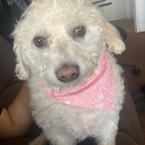 Meet your Posher, Pablo